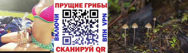 Псилоцибиновые грибы Psilocybine cubensis  Старица 